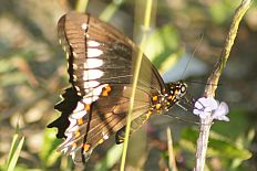Chaetocneme corippus - Polydamas-Schwalbenschwanz (Goldrandsegler)